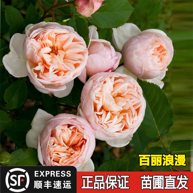 新品切花玫瑰百丽浪漫直立月季花苗多季浓香阳台庭院盆栽花卉植物