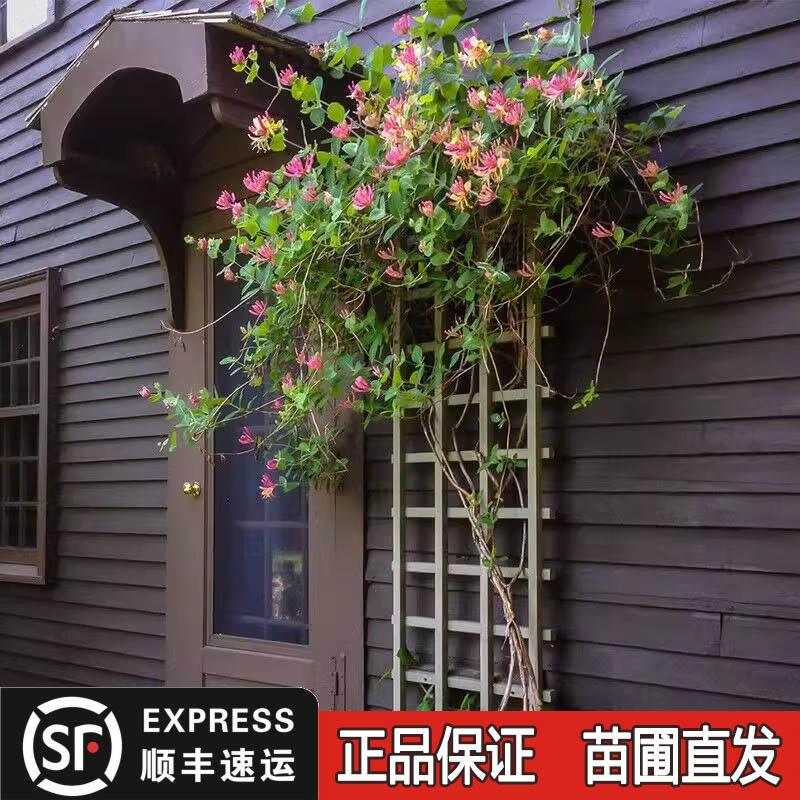 京久红金银花树苗盆栽爬藤植物耐寒垂吊庭院阳台鸳鸯藤浓香忍冬花 鲜花速递/花卉仿真/绿植园艺 时令草本花卉 原图主图