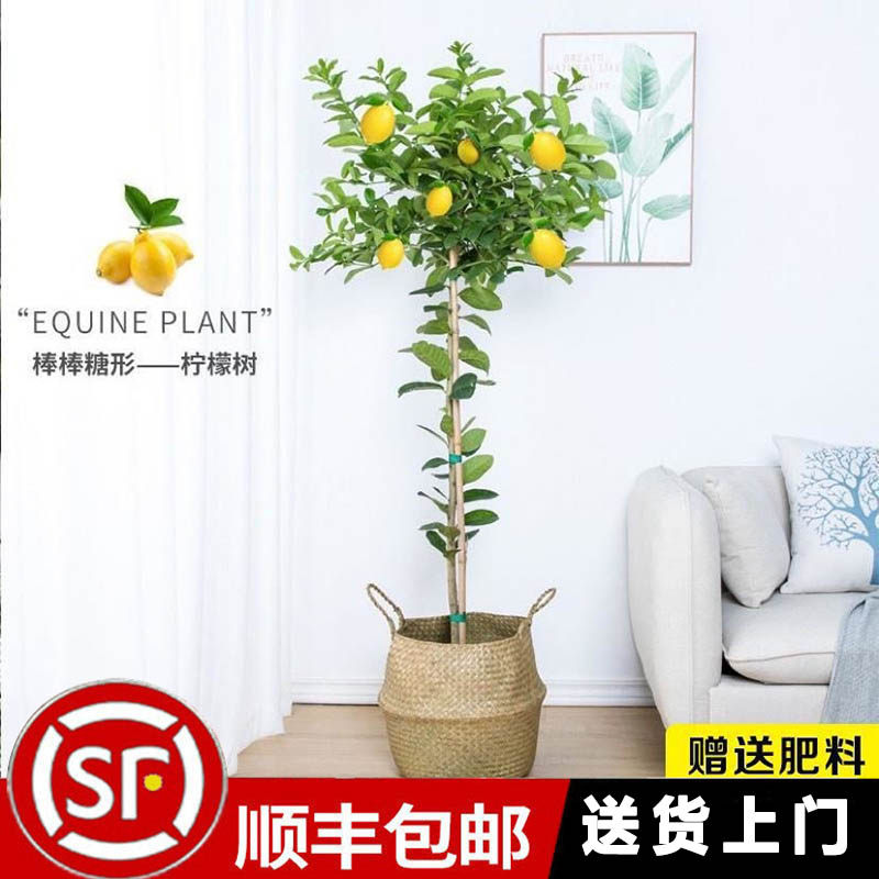 香水柠檬树盆栽北欧风棒棒糖型室内绿植带果高杆地栽植物四季开花