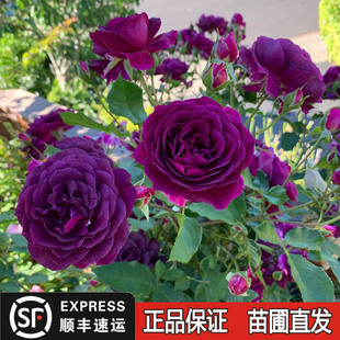 海潮之声月季花苗阳台庭院花园开浓香大花丰花香玫瑰室内盆栽花卉