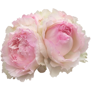 新品佩尔朱克灌木月季花卉苗阳台盆栽庭院花园地栽玫瑰多季开植物