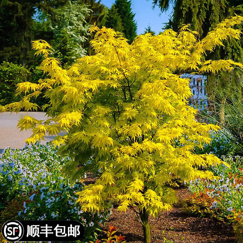 黄金枫树苗盆栽好养橙之梦金陵黄金枫庭院阳台四季观叶花卉绿植物