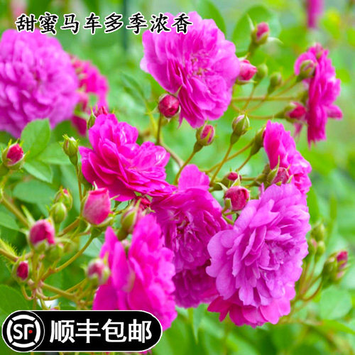 月季盆栽阳台微型庭院花卉植物