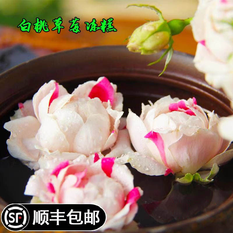 新品白桃草莓冻糕月季花苗花园开花多头勤花庭院阳台窗台盆栽花卉