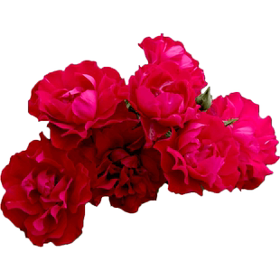 御用马车蔷薇藤本月季花卉苗大红色庭院花园室外爬藤植物盆栽阳台