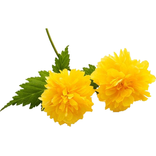 重瓣棣棠花苗盆栽耐荫爬藤攀缘花卉绿植物浓香多季开花耐寒金灿花