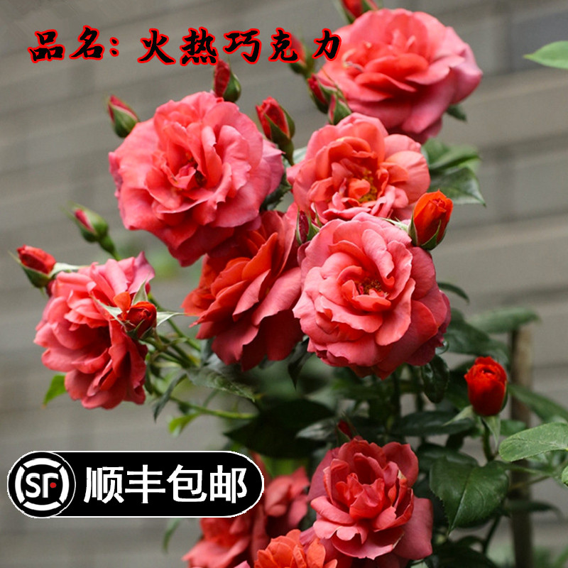 火热巧克力灌木月季花苗室内外庭院藤本绿植玫瑰花卉盆栽观花植物