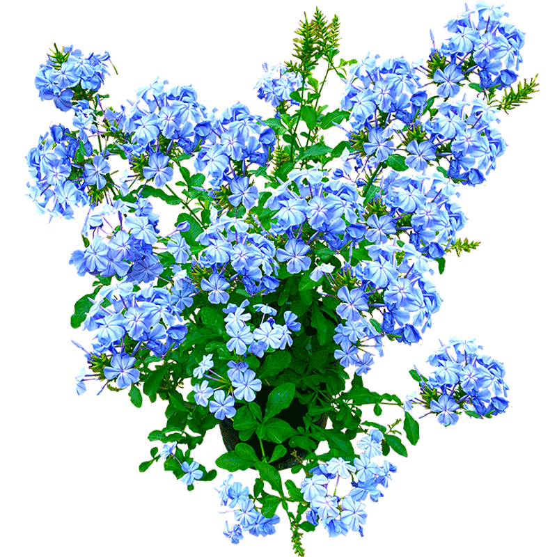 雪花阳台大苗耐热扦插庭院爬藤