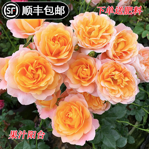 果汁阳台花果玫瑰多季开花卉植物