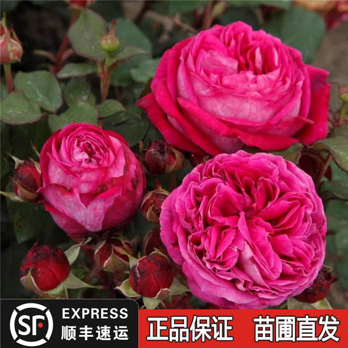 男爵夫人多季卡罗琳月