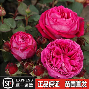 新品男爵夫人卡罗琳月季花卡洛琳苗牡丹粉色浓香丰花月季盆栽苗