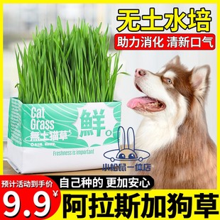 阿拉斯加专用狗狗吃的草宠物可以食用草助消化草狗化毛草零食水培