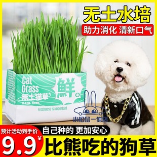比熊专用狗狗吃的草宠物可以食用草助消化草狗化毛草零食无土水培