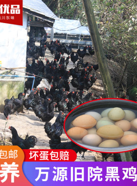 孕妇食用农家散养万源旧院黑鸡蛋