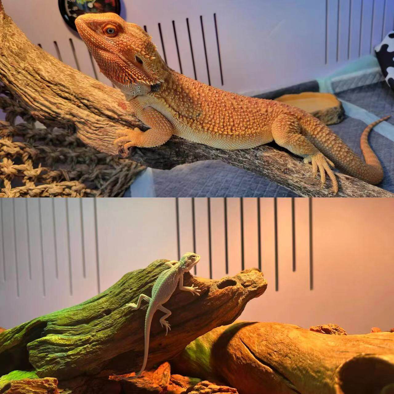 天然爬宠攀爬造景木睫角守宫蜥蜴躲避枯木水陆缸布景蛇寄居蟹爬台