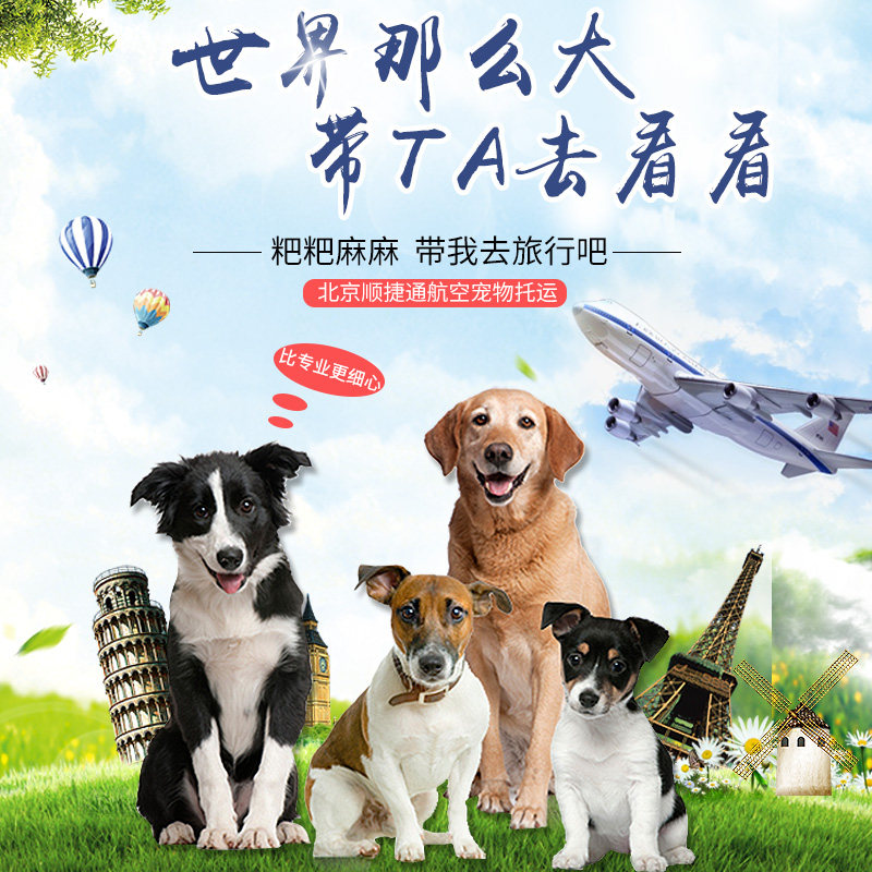 北京至全国宠物托运，提供北京至全国宠物随机单独宠物托运服务