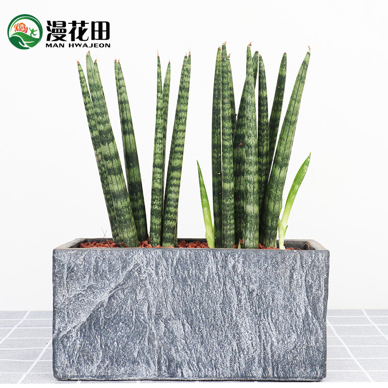 北欧桌面小绿植圆叶棒叶虎尾兰室内观赏盆栽净化空气吸甲醛绿植