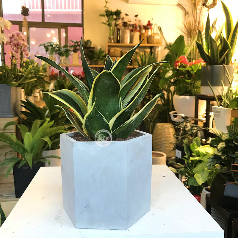 北欧网红款桌面绿植荷花兰办公室客厅盆栽花卉金边短叶虎尾兰