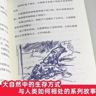 (正版)全集10册 椋鸠十动物小说 生于天空月轮熊山大王孤岛野犬野鸭的友情小说爱藏本8-12-14岁儿童文学读物动物文学小说故事21