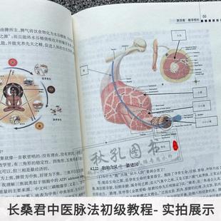 (正版)长桑君中医脉法初级教程 王太海编著 长桑君脉法体系理论脉动原理 脉法解读脉法精粹捷要 太素脉法脉诀直观脉法脉诊记录脉