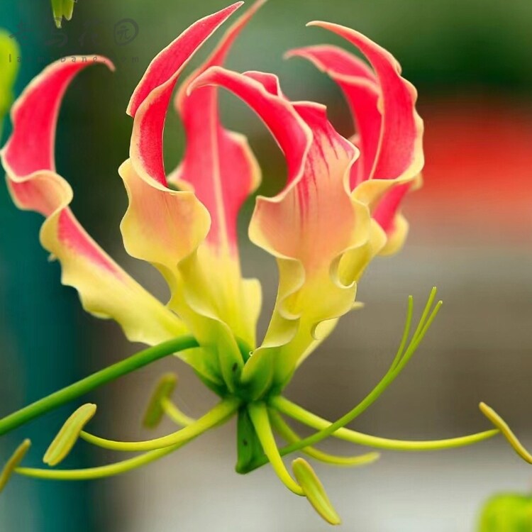 进口嘉兰百合盆栽火焰花霞光地狱火阳台庭院爬藤花卉夏季喜光耐热