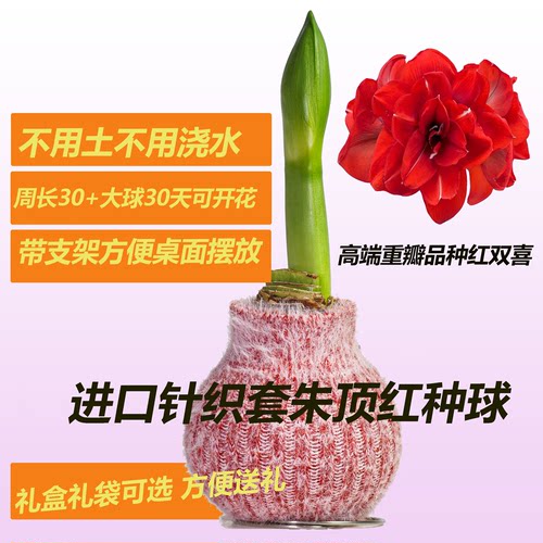 无土无水栽培朱顶红针织套节日礼