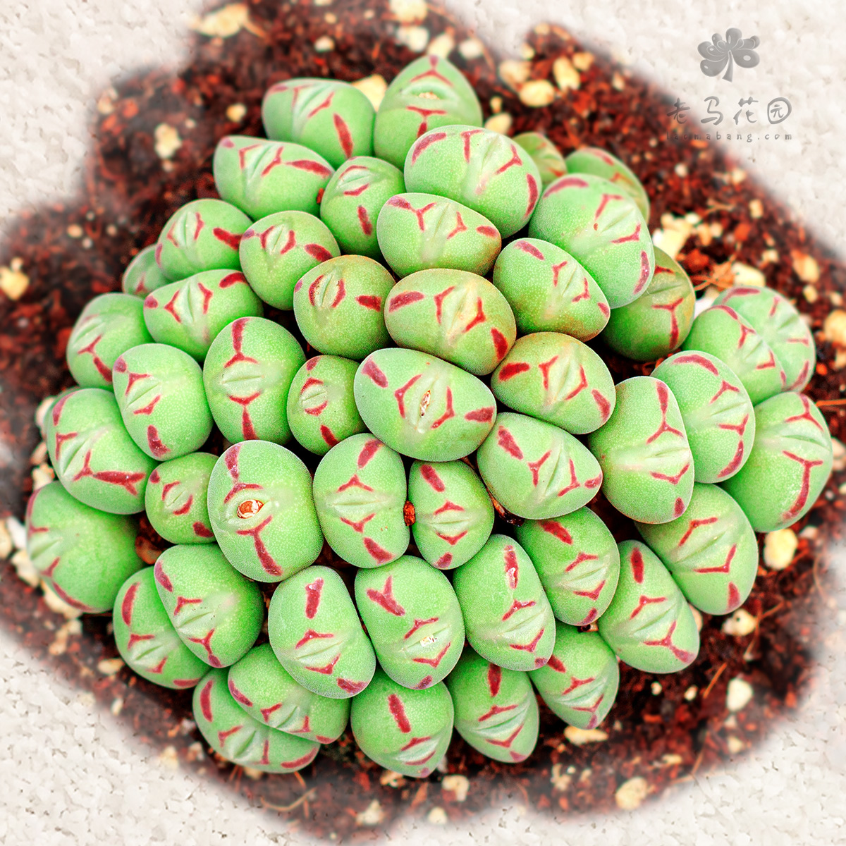 大群小红嘴赤耳红边好养多肉肉锥