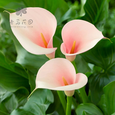 粉色马蹄莲火烈鸟盆栽进口种球