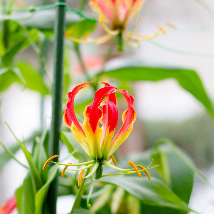 进口嘉兰百合盆栽火焰花霞光地狱火阳台庭院爬藤花卉夏季喜光耐热