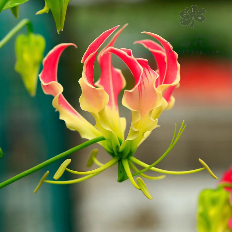 进口嘉兰百合盆栽火焰花霞光地狱火阳台庭院爬藤花卉夏季喜光耐热