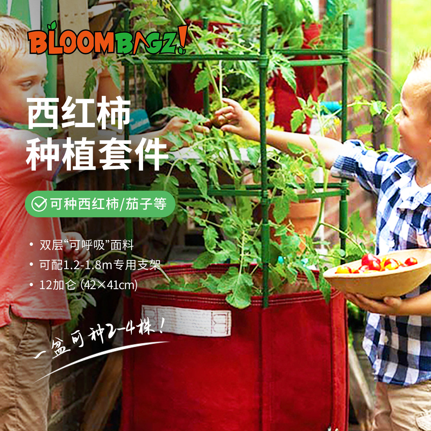 中美双奖可种大型爬藤可配支架