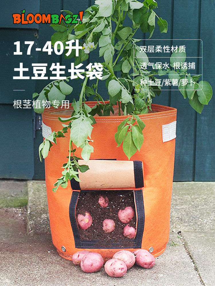 儿童土豆种植观察土豆种植袋阳台种土豆种植盆栽根茎植物专用花盆