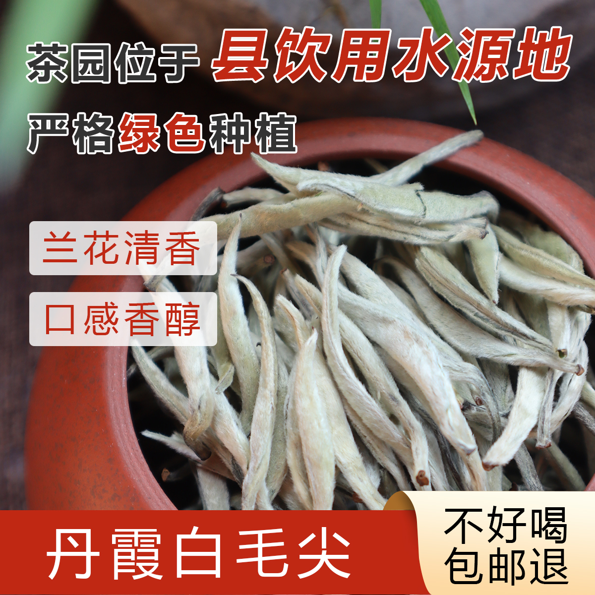 红山白毛尖春头茶兰香味