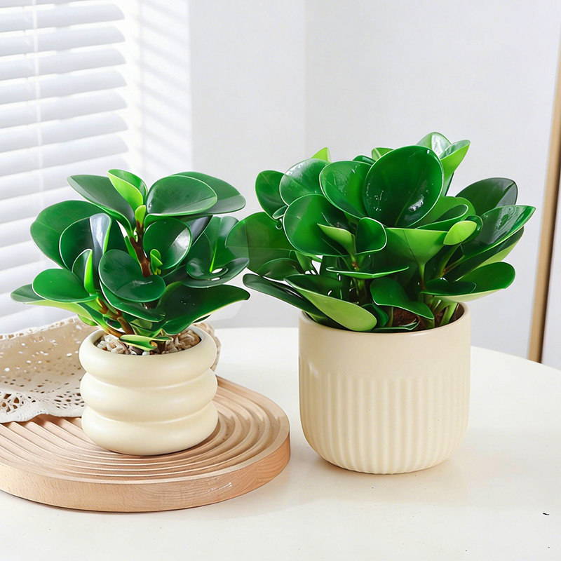 豆瓣绿盆栽办公室桌摆绿色养眼绿植四季常青碧玉净化空气新手好养