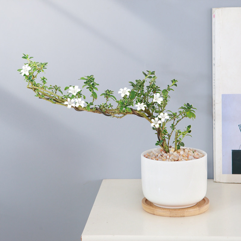 悬崖六月雪盆栽办公室桌摆造型盆景禅意微景观绿植老桩金边六月雪,鲜花速递/花卉仿真/绿植园艺,绿植,淘宝优惠券,粉丝福利购,淘宝优惠卷