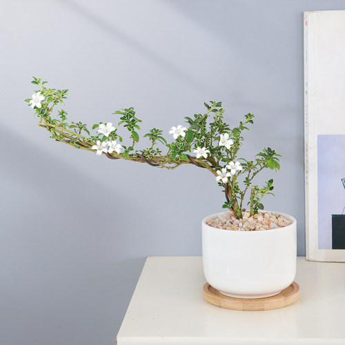 悬崖六月雪盆栽办公室桌摆造型盆景禅意微景观绿植老桩金边六月雪