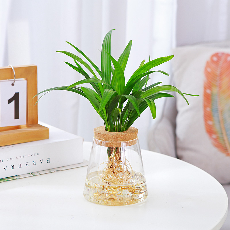 小棕竹室内桌面净化空气