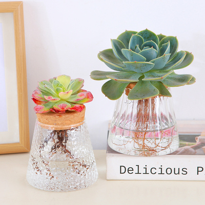 室内易上手水培系列玉蝶多肉美观