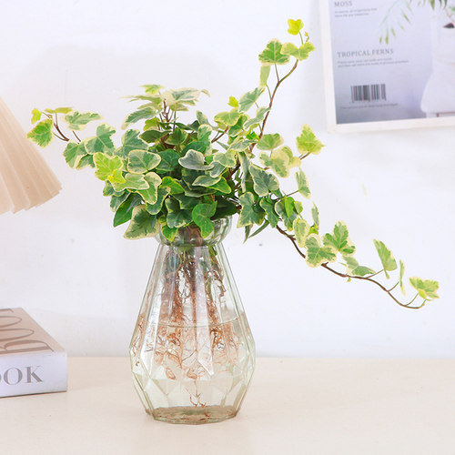 雪莹常春藤水培室内易养彩叶植物爱心叶常青藤盆栽办公室工位水养