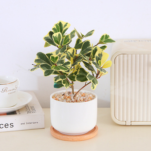 心叶榕水培盆栽三角爱心榕锦办公室工位彩叶盆景室内易养花卉绿植