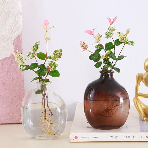 水培植物花叶络石办公室工位桌摆水养小型观叶绿植九里香竹柏新手