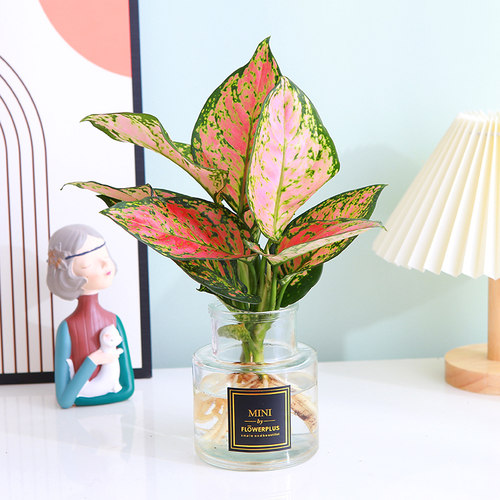 吉利红如意室内净化空气新品尝鲜