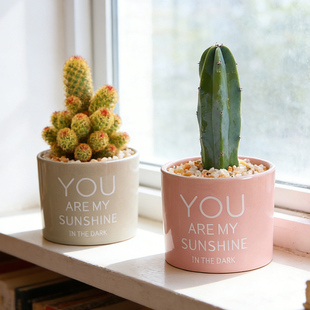 仙人球盆栽办公室电脑桌面摆放防辐射小绿植耐旱易养新手盆景懒人