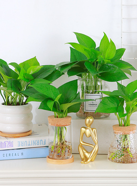 绿萝盆栽水培植物桌面绿色养眼小绿植办公桌工位室内花卉新手易养