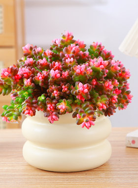 简约阳台简单美观珊瑚锦趣味新品