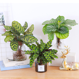 青苹果竹芋水培办公室桌面水养绿植小猫眼竹芋彩叶芋盆栽孔雀竹芋