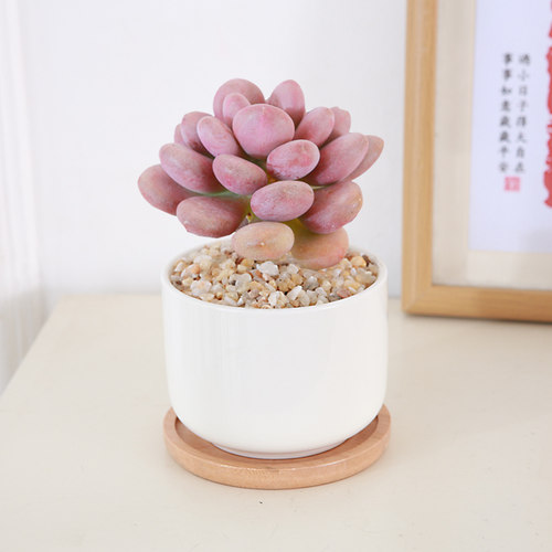 多肉盆栽粉球美人水培桃之卵新手易养办公桌水养多肉小植物桃蛋