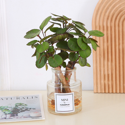 金钱兜水培福禄桐室内易养招财绿植四季常青办公室工位懒人小盆栽