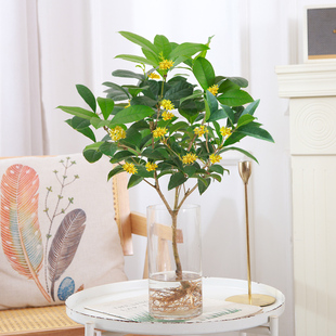 水培桂花盆栽四季浓香型开花室内植物金桂老桩阳台客厅水养大绿植