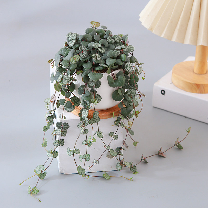 爱之蔓多肉盆栽吊金钱心蔓藤心心相印浪漫植物室内可垂挂观叶绿植